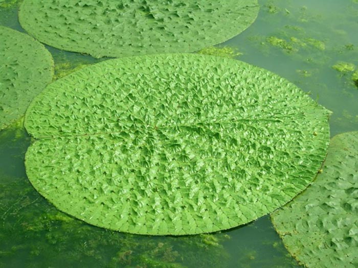 一年生嫁接苗